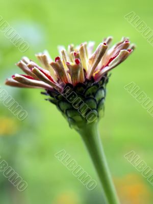 dahlia flower basket
