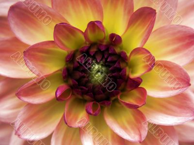 dahlia_blossom_orangeyellow