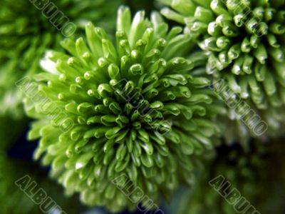 dahlia_blossom_green