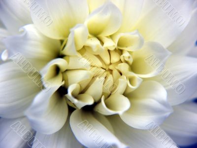 dahlia whiteyellow