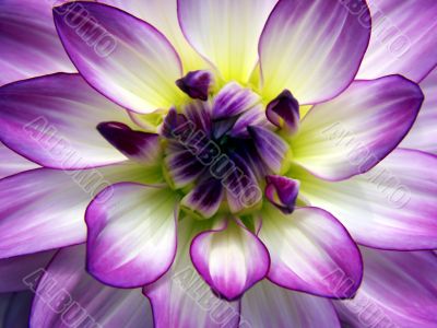 dahlia whitepurple