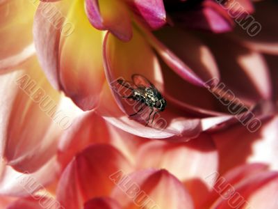 dahlia flower and fly