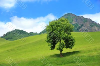 Green tree