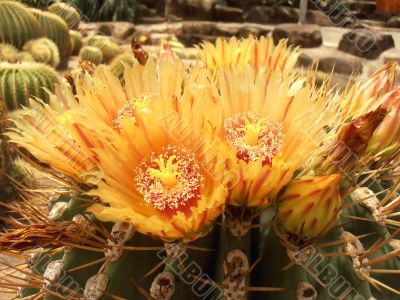 Flower of the Echinocactus