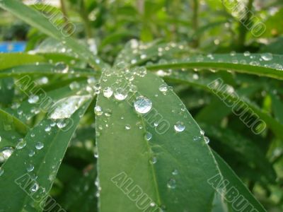 The drops on the leaves of Lupin.