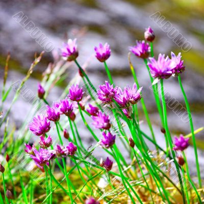 Purple wild flowers