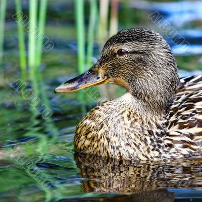 Mallard duck 