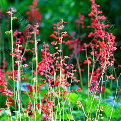 Wild Little Pink Flowers 