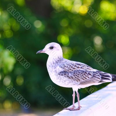 Seagull on green background