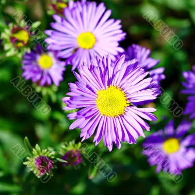  Blue flowers 