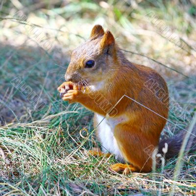 Red Squirrel Eating Nuts