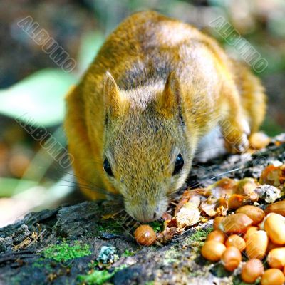 Red Squirrel Eating Peanuts 