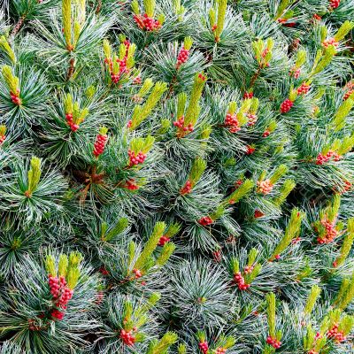 Pine with Cones