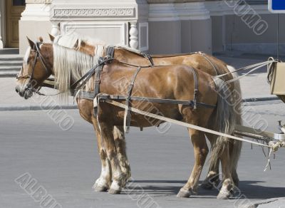 Two horses in a street