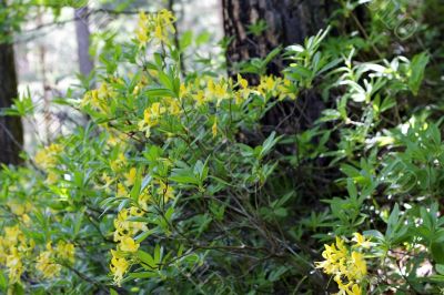 Azalea blooming in the summer caucasus forest