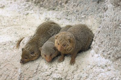 Dwarf mongooses