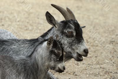 Goat and her child