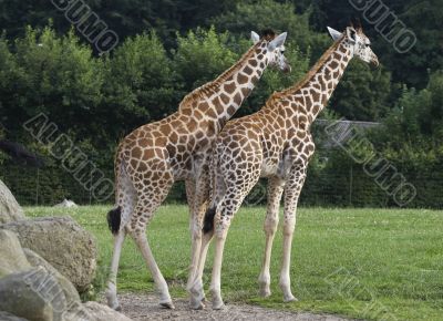 Two giraffes