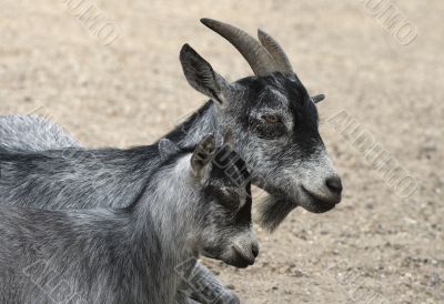 Goat and her child