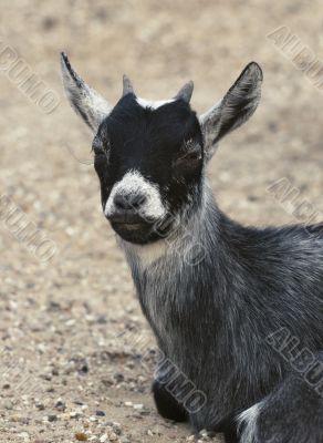 Baby goat