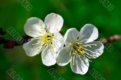 Two apple trees flower