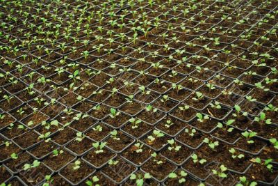 Growing Little Plants