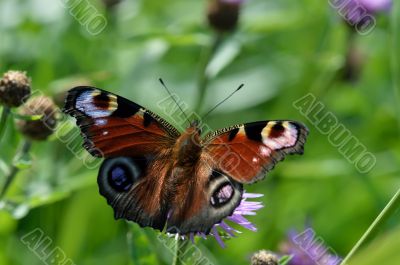 The butterfly peacock