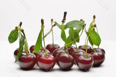 Cherries with leaves on white background
