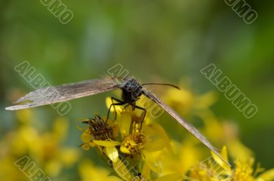Large Butterfly Forest Satyr