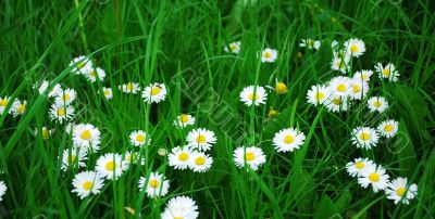 spring flowers