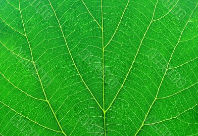 green leaf macro