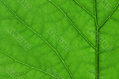 green leaf macro