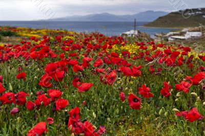 Red poppies field