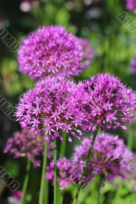 Allium