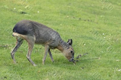 Mara