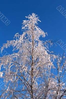 tree in the snow
