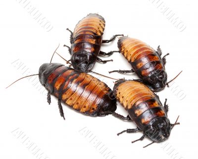 four Madagascar cockroaches