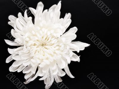 fresh white chrysanthemum