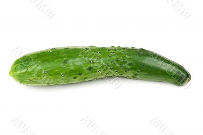 one fresh green cucumber