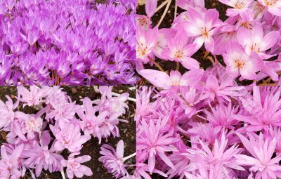 Collage background of purple crocuses