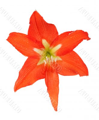 orange lily in the Rozsa drops