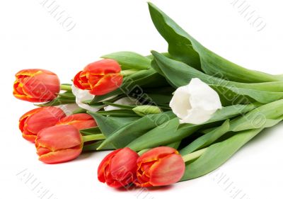 bouquet of red tulips