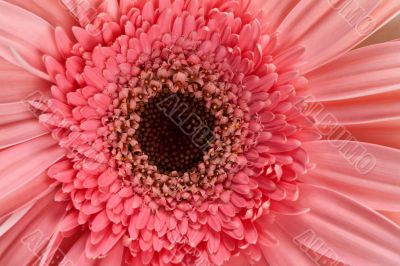 fresh pink gerbera