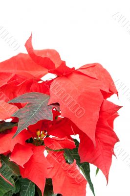 Poinsettia pulcherrima