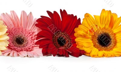 three gerbera