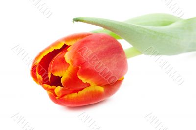 red tulip