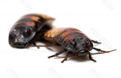 two Madagascar cockroaches