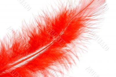 red feather of a bird