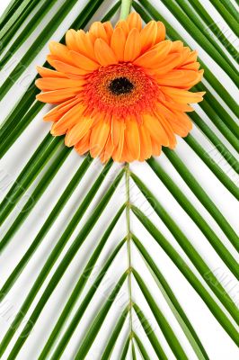 orange gerbera