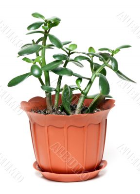 money tree in brown plastic pot